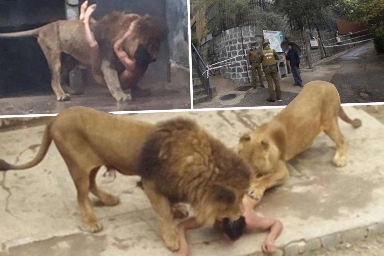 U pokušaju samoubistva goli muškarac skočio lavovima u kavez, lavovi ubijeni muškarac preživio