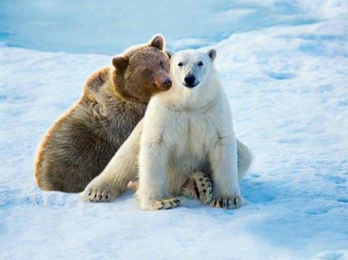 Zbog klimatskih promjena životinje mijenjaju staništa: Stvara se nova vrsta Grolar,  hibrid između grizlija i polarnog medvjeda