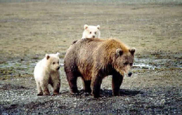 Zbog klimatskih promjena životinje mijenjaju staništa: Stvara se nova vrsta Grolar, hibrid između grizlija i polarnog medvjeda