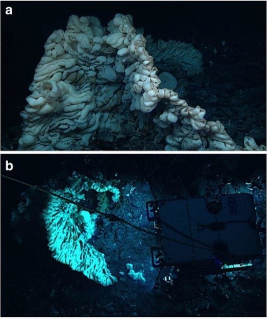 Naučnici otkrili masivnu morsku spužvu na dubini od 2100 metara kod havajskih ostrva