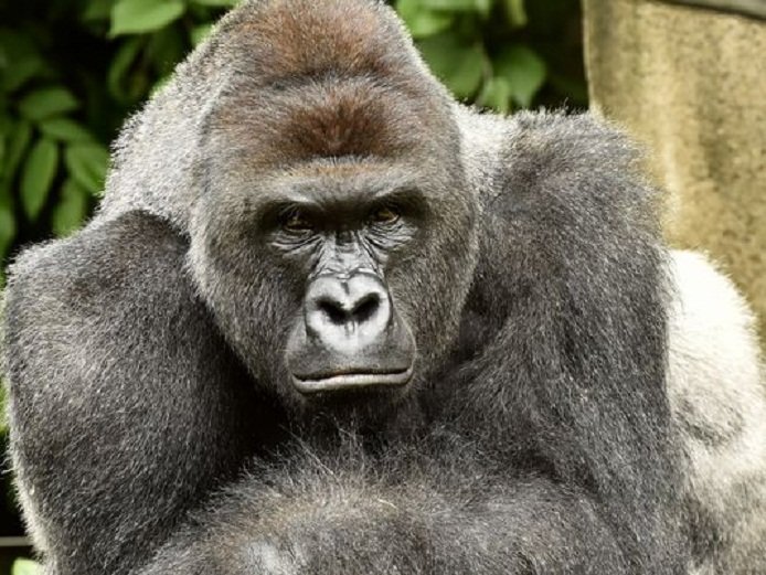 Gorila Harambe ubijen je u zoološkom vrtu nakon pada dječaka u njegov prostor