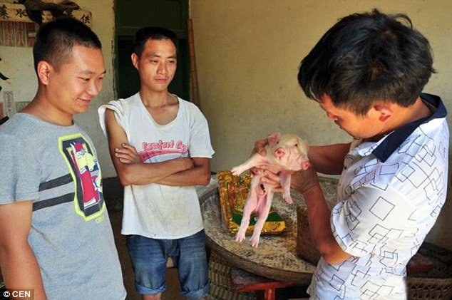 Predznaci: U Kini rođeno prase sa dvije glave