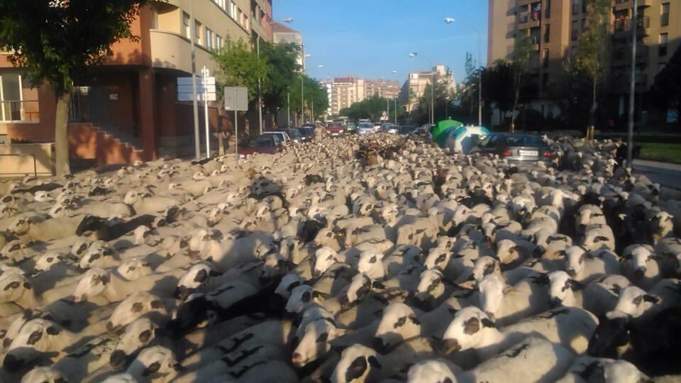 Španija: Pastir zaspao, ovce pobjegle i zakrčile centar grada