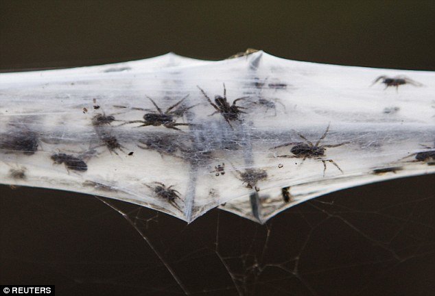 Hiljade paukova u Tasmaniji, bježeći od poplava, stvaraju masivne mreže kako bi se povukli u sigurnost