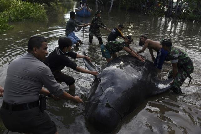 Na obali indonezijskog otoka Java pronađena nasukana 32 kita pilota