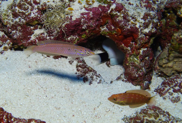 Znanstvenici otkrili tri nove vrste riba kod Havaja