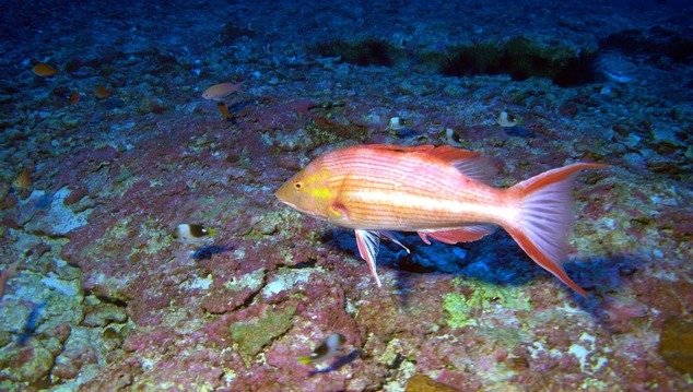 Znanstvenici otkrili tri nove vrste riba kod Havaja