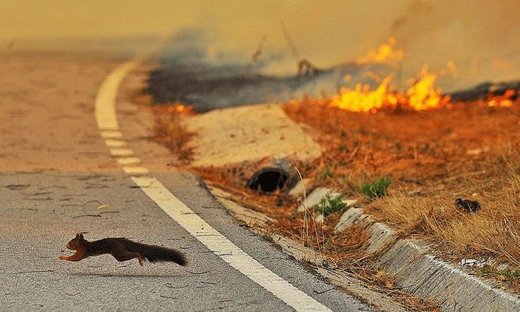 Rusija: Zbog šumskih požara u nekoliko regija proglašeno vanredno stanje