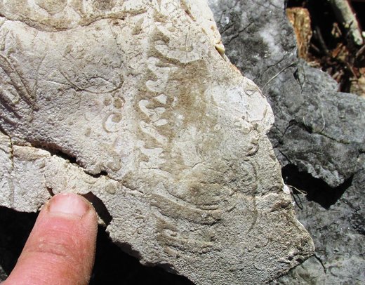 Fosili morskih školjki, stari preko 90 miliona godina, otkriveni na Raškoj Gori iznad Mostara