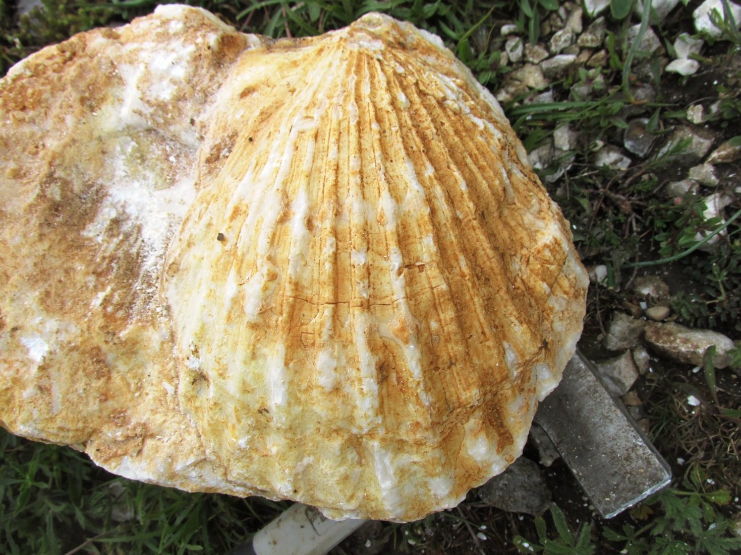 Fosili morskih školjki, stari preko 90 miliona godina, otkriveni na Raškoj Gori iznad Mostara