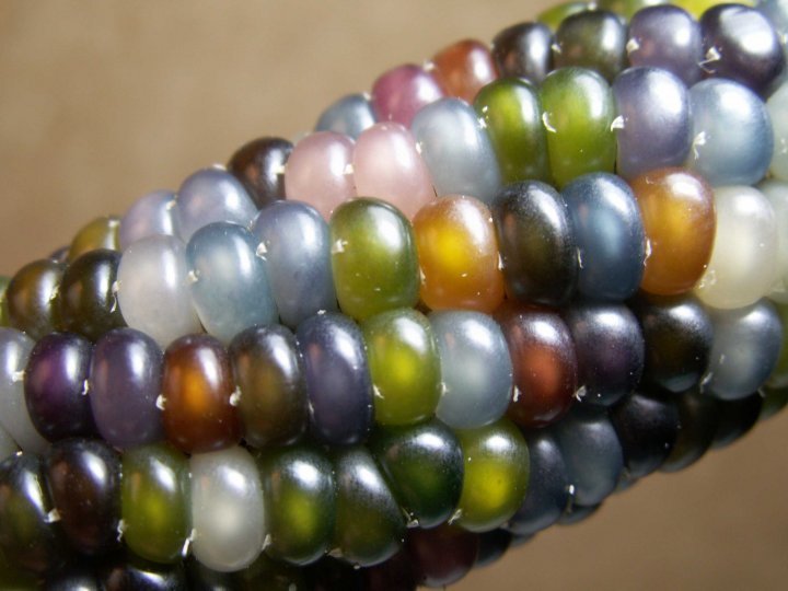 Staklene perle: Drevne sorte kukuruza američkih domorodaca