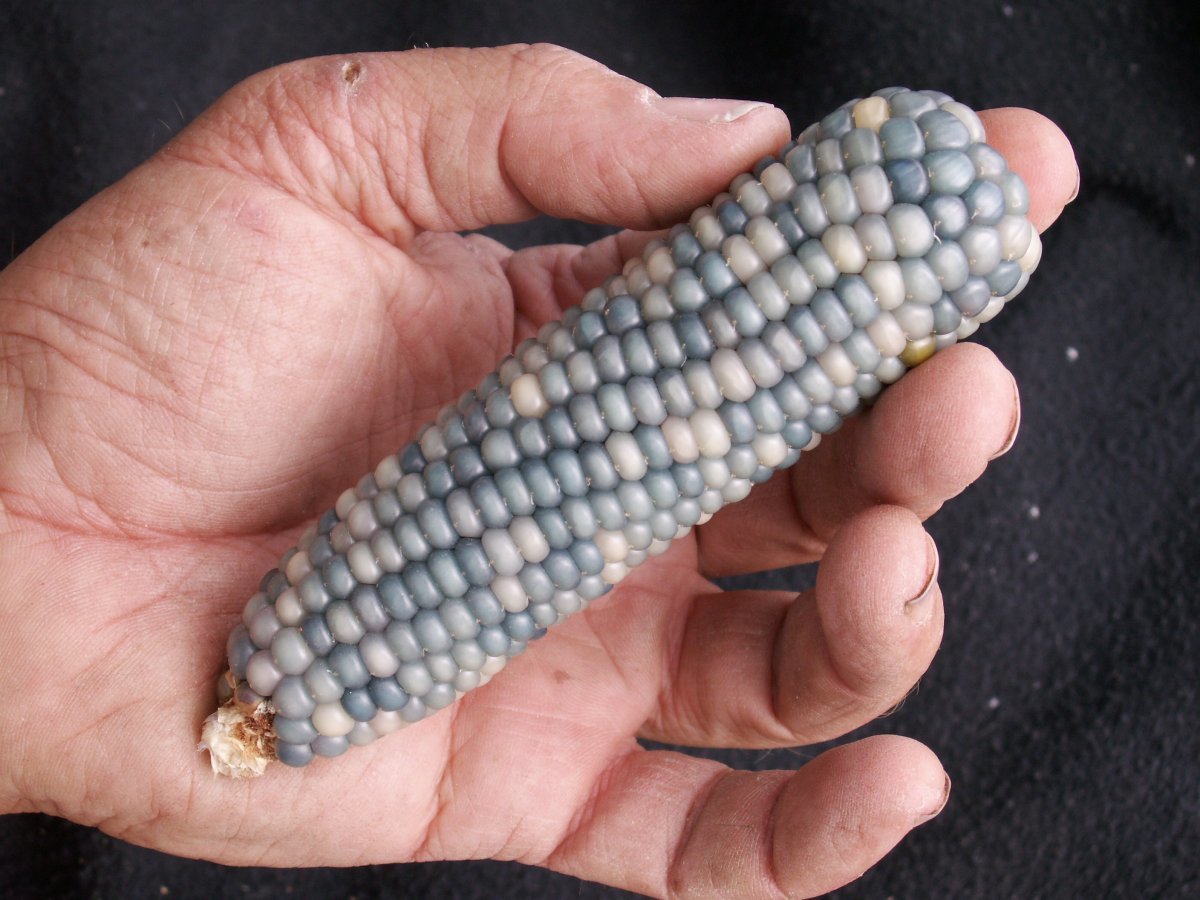 Staklene perle: Drevne sorte kukuruza američkih domorodaca