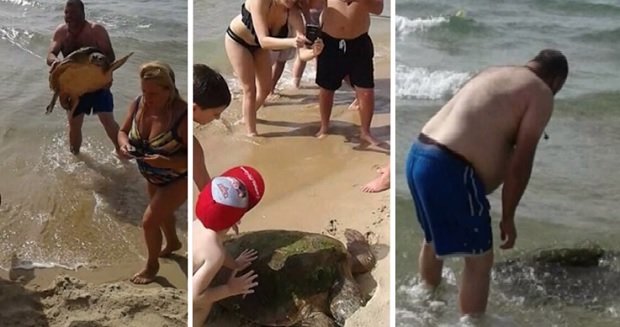 Bolesni selfi: Povrijeđena kornjača nakon fotografisanja