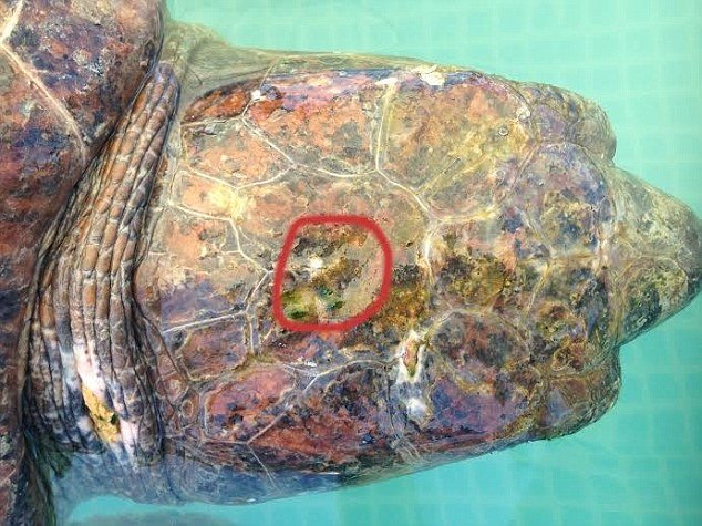 Bolesni selfi: Povrijeđena kornjača nakon fotografisanja