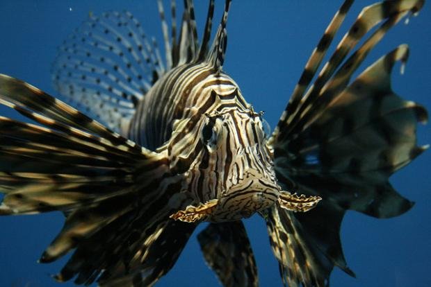 Stručnjaci zabrinuti dolaskom tropske ribe u Sredozemno more 