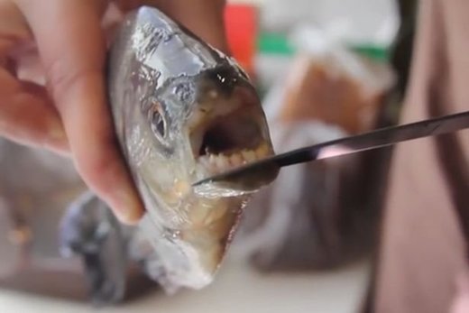 U ruskom jezeru pronađena riba sa ljudskim zubima