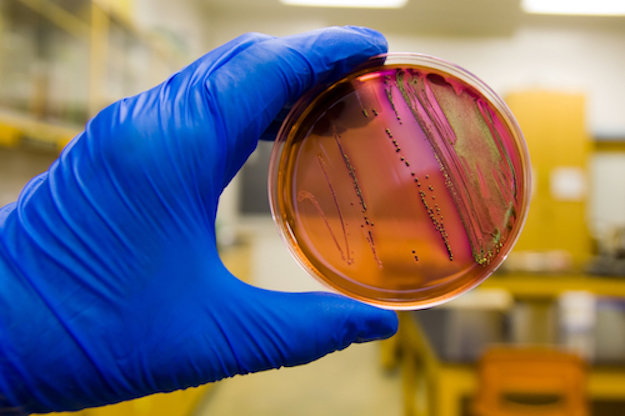antibiotic resistant bacteria