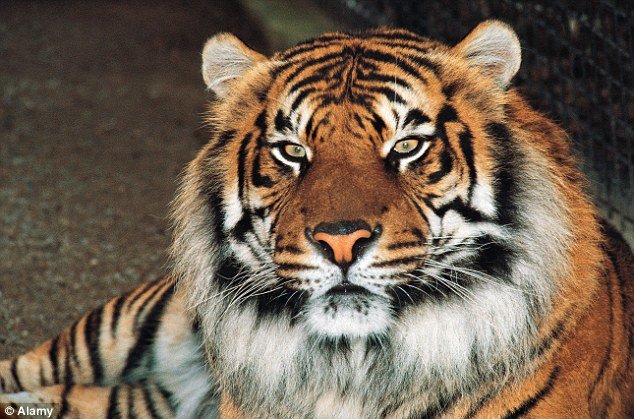 Radnica u zoo vrtu u Španiji poginula kada ju je napao tigar