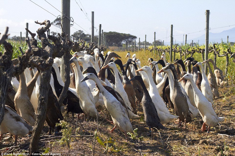 U čast pataka vinarija u Južnoj Africi proizvodi vino 