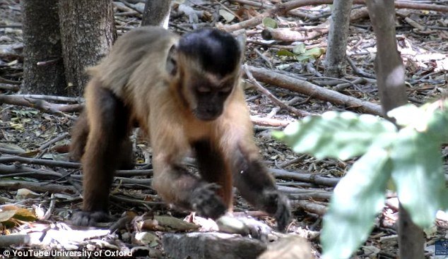 Oruđe napravljeno od kamena u Južnoj Americi dokazuje kako majmuni proživljavaju kameno doba