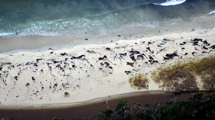 Na južnoj obali Čilea pronađeno najmanje 60 uginulih kitova