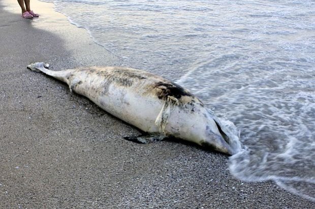 Bugarska: 76 uginulih delfina pronađeno na obali Crnog mora