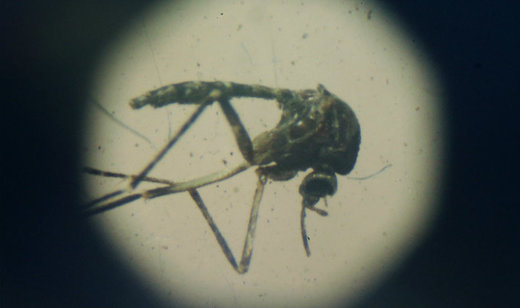 Obični komarci zaraženi zika virusom ali ga ne mogu prenijeti na druga bića, kažu znanstvenici u Brazilu