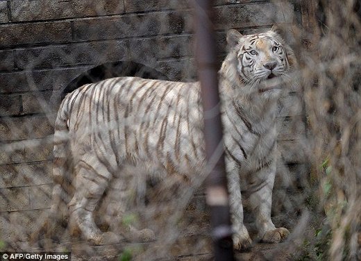 U rezervatu za divlje životinje u Pekingu tigrovi ubili jednu ženu, a drugu povrijedili