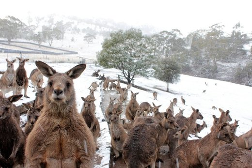 Kangaroos