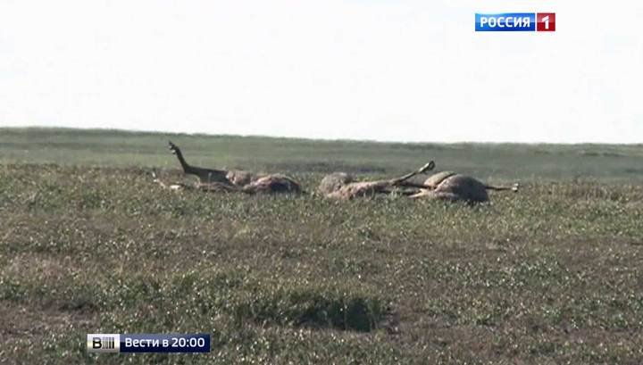 Dio regiona u Sibiru stavljen pod karantin nakon što je od antraksa uginulo više od 1000 irvasa