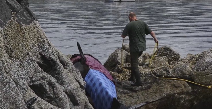 U Kanadi spašen nasukani kit