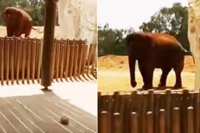 Djevojčica je umrla nakon što ju je slon pogodio kamenom u zoološkom vrtu u Maroku