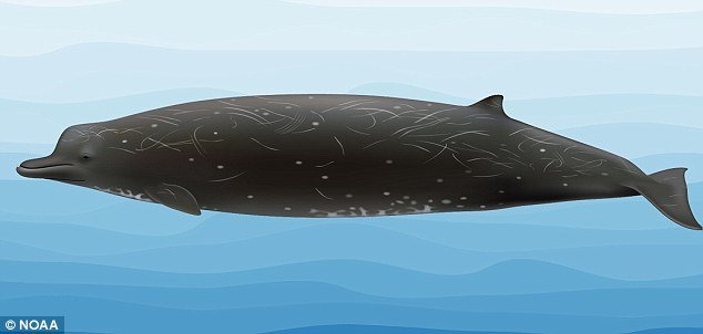 Tajanstvena nova vrsta kitova pronađena na Aljasci