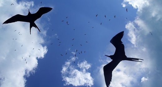 Ptice mogu spavati tokom leta, kažu njemački naučnici