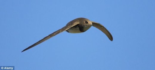 Ptice mogu spavati tokom leta, kažu njemački naučnici