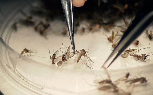 GMO komarac vs. virus zika