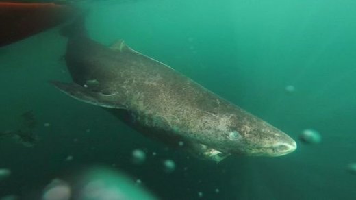 Znanstvenici iznenađeni starošću grenlandskih morskih pasa - žive 400 godina