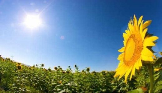 Unutrašnji biološki sat suncokreta uzrokuje njihovo kretanje za Suncem