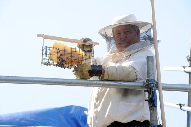 Medeni zidovi: Pčelari uklonili koloniju pčela iz britanske bolnice nakon što je med počeo curiti niz zidove