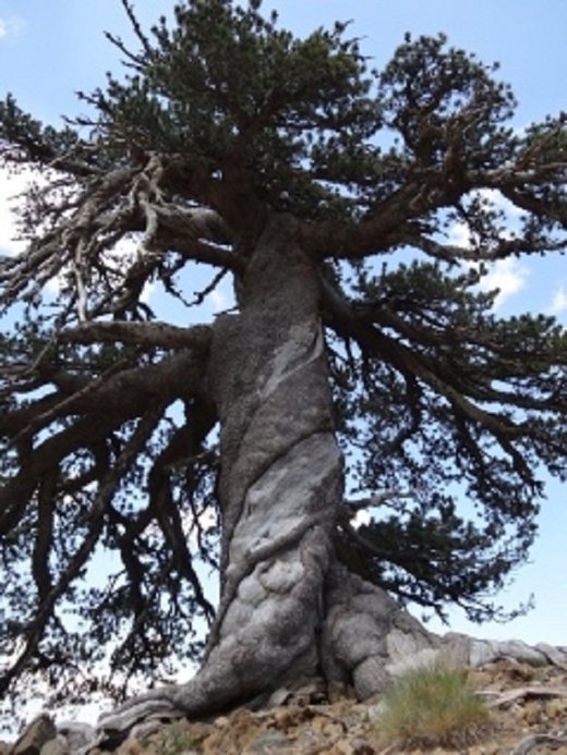 Adonis: znanstvenici pronašli najstarije stablo u Europi