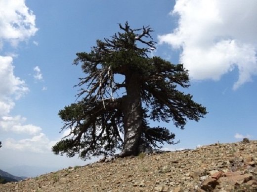Najstarije drvo u Evropi Adonis