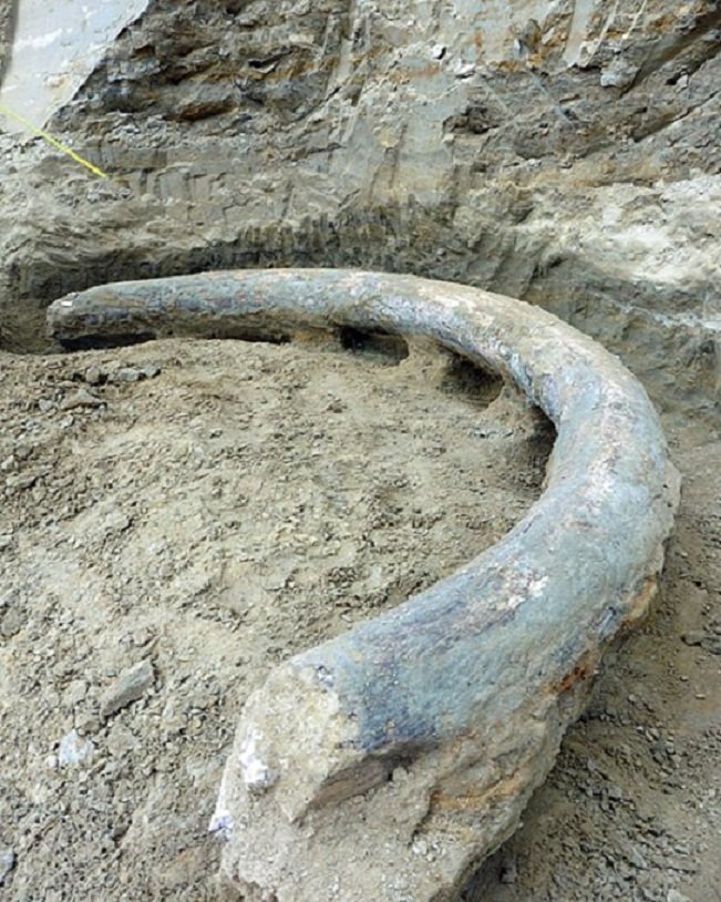 Ostaci mamuta otkriveni u Beču
