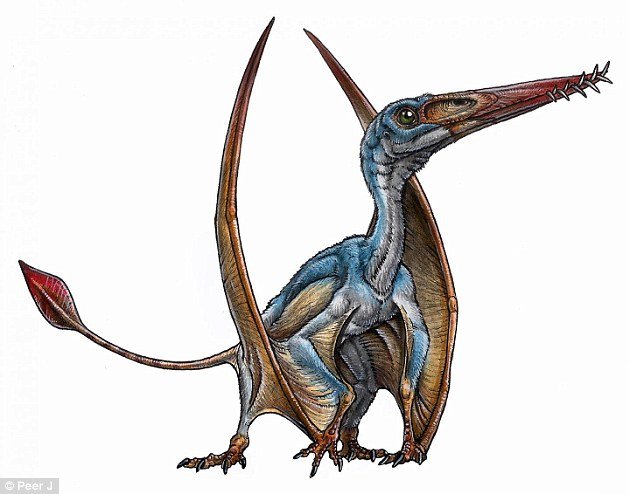 Fosil lobanje pterosaura koji je živio prije 170 miliona godina otkriven na jugu Argentine
