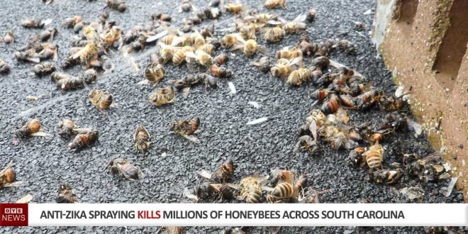 Južna Karolina: Zaprašivanjem insekticidima ubijeno nekoliko miliona pčela