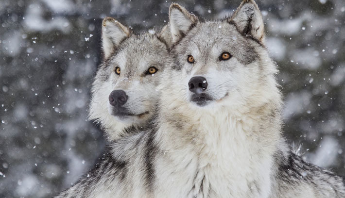 Nova studija: Porijeklo vukova iz Sjeverne Amerike