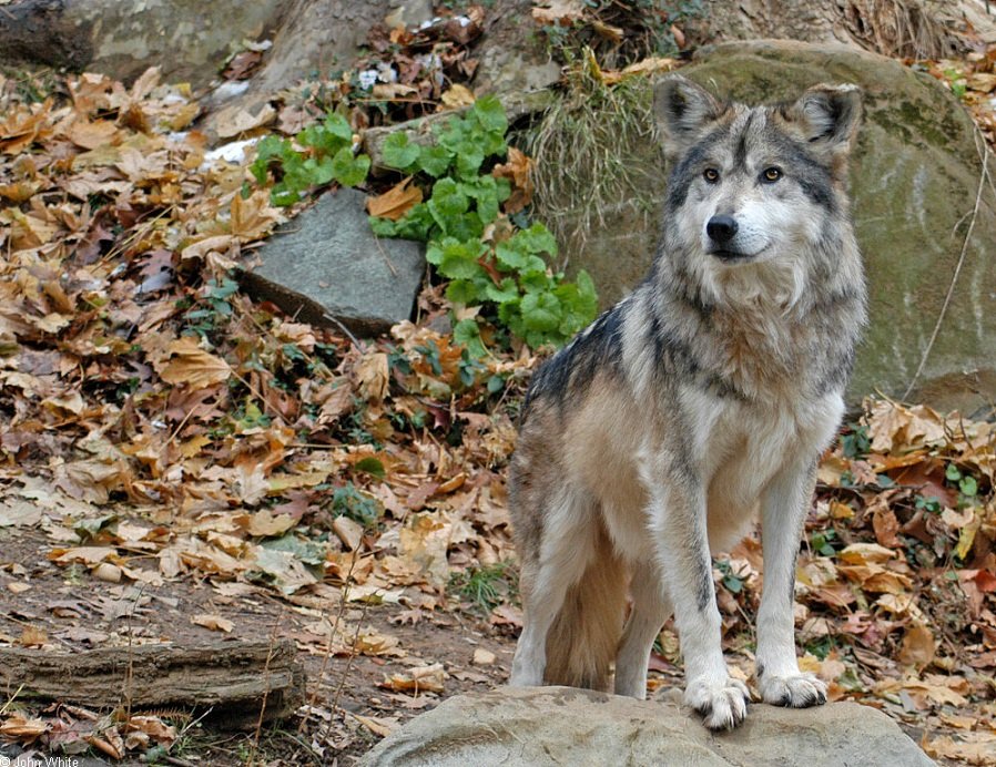 Nova studija: Porijeklo vukova iz Sjeverne Amerike