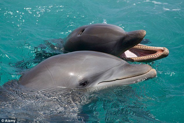 Znanstvenici prvi put zabilježili razgovor delfina