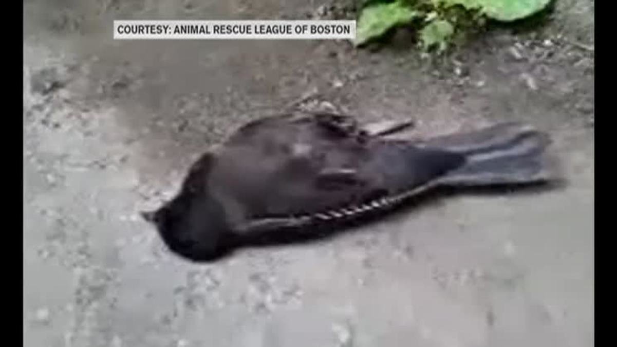Desetine mrtvih ptica padale sa neba na tlo u Bostonu