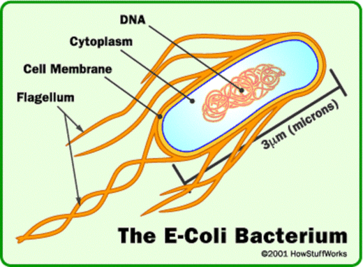 Moć prilagodbe i nevjerojatna brzina razmnožavanja bakterije Escherichie Coli zabrinula znastvenike 