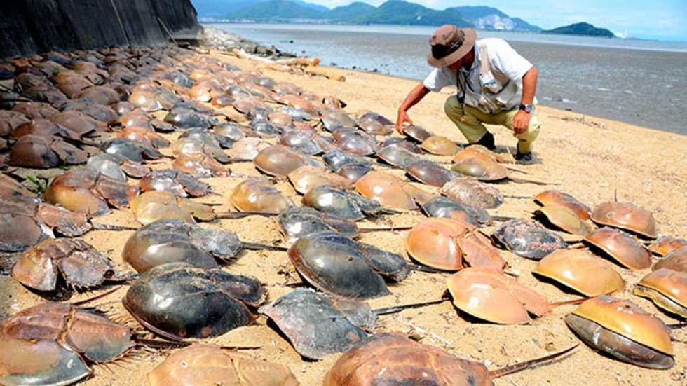 Misteriozna smrt više od 500 kraba na japanskim obalama
